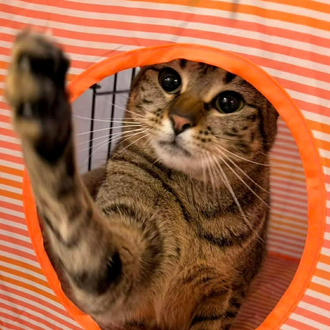 Enlarge Maisey, a Adoptable mixed breed in Gladstone, OR image 6/6