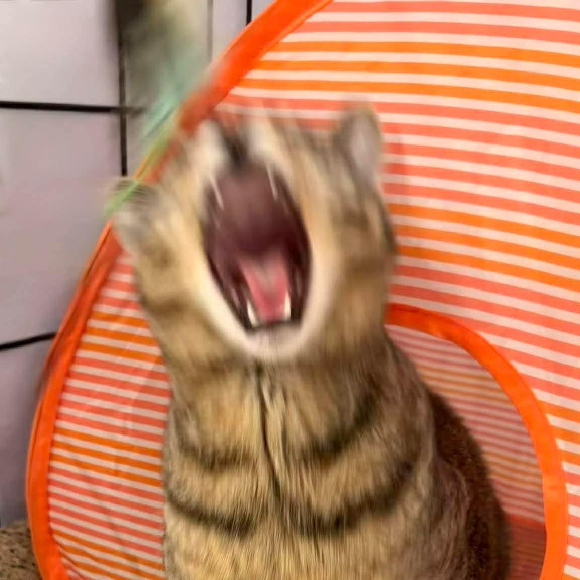 Enlarge Maisey, a Adoptable mixed breed in Gladstone, OR image 5/6