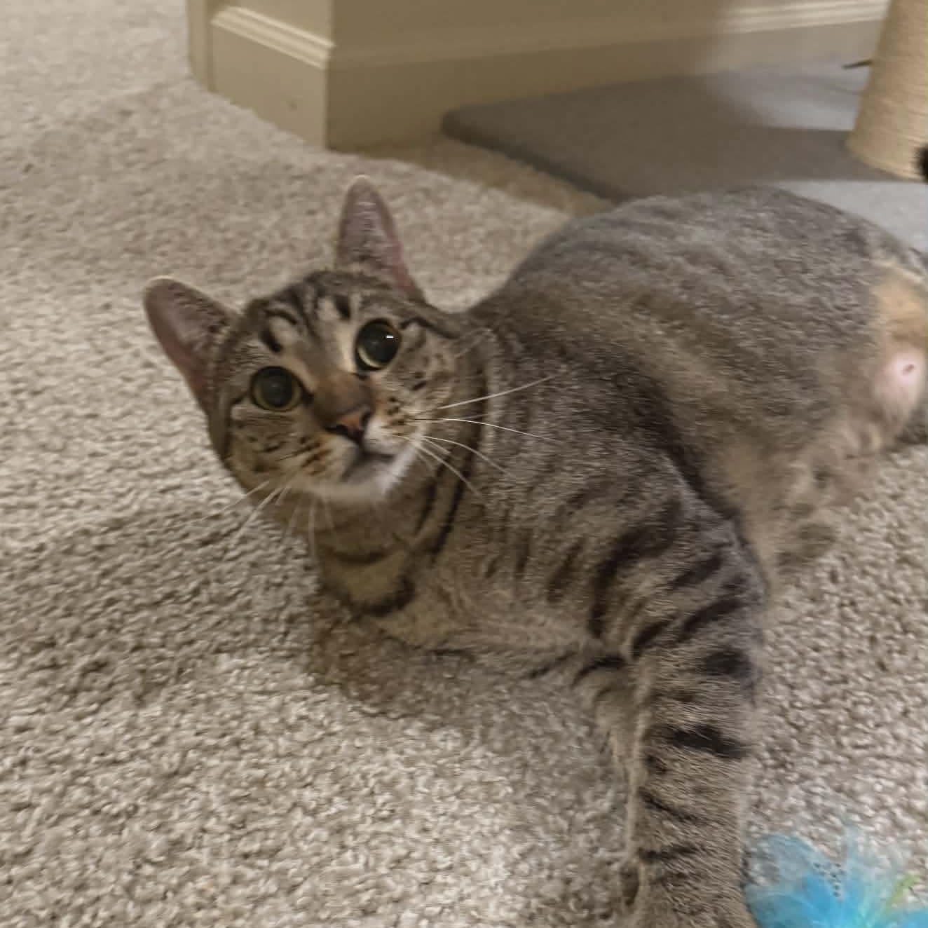 Enlarge Maisey, a Adoptable mixed breed in Gladstone, OR image 4/6