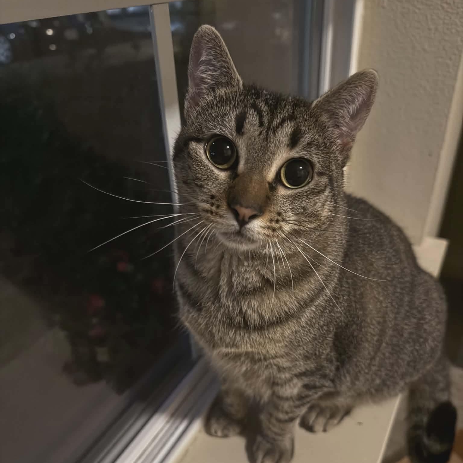 Enlarge Maisey, a Adoptable mixed breed in Gladstone, OR image 3/6