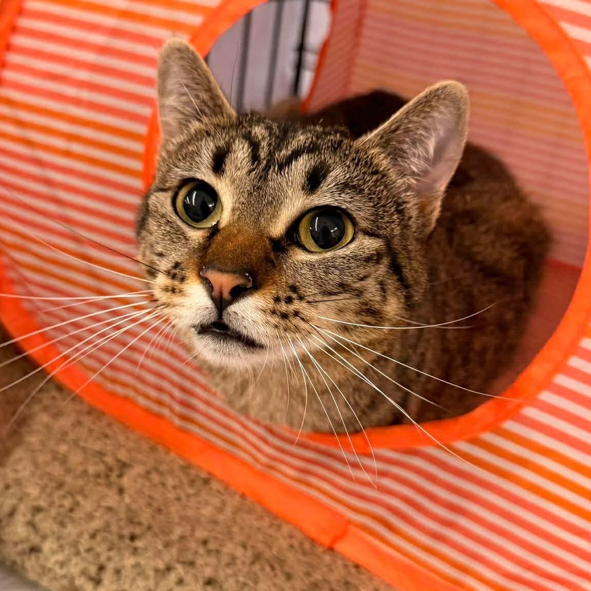 Enlarge Maisey, a Adoptable mixed breed in Gladstone, OR image 2/6