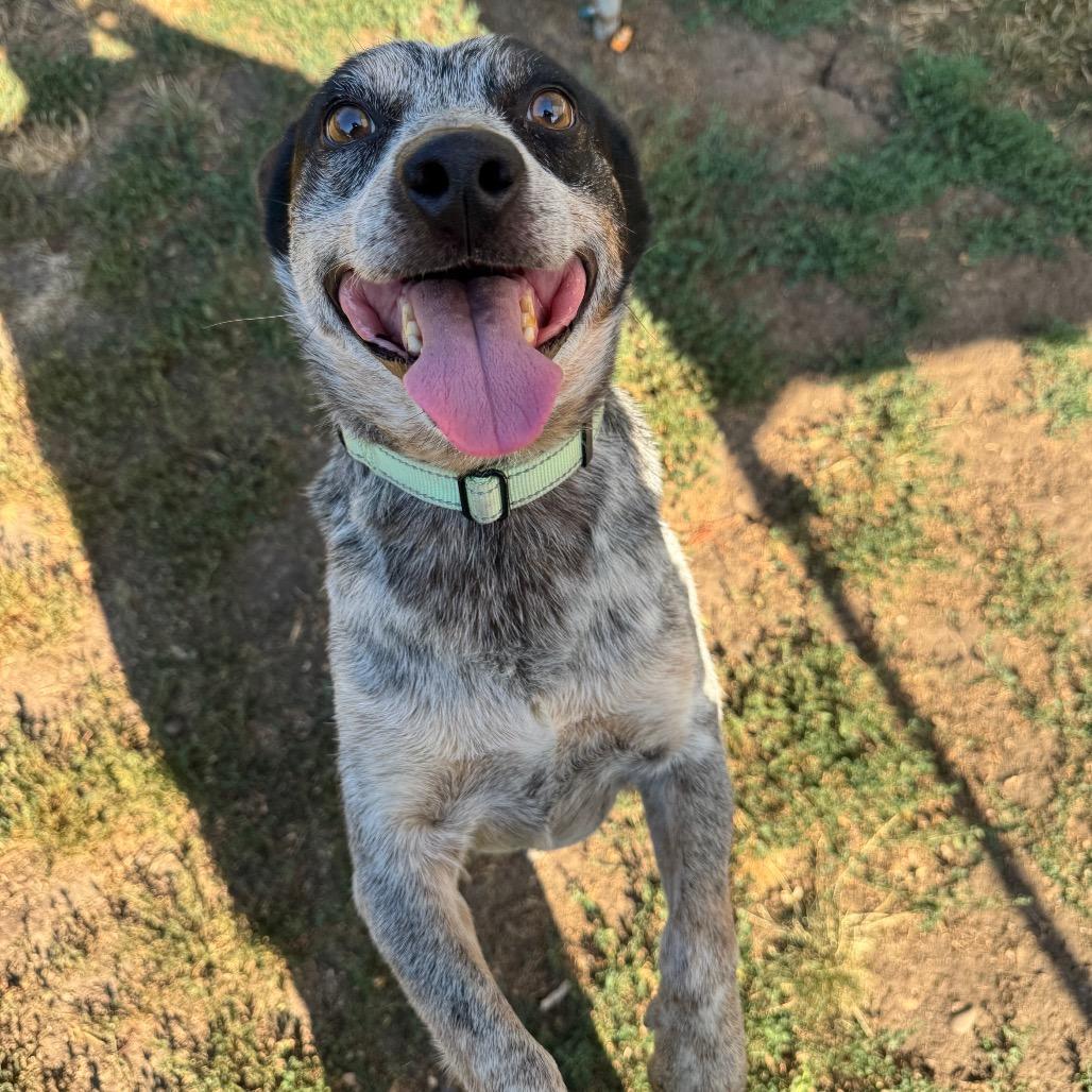 Trooper, Adoptable, Adult Male Mixed Breed.