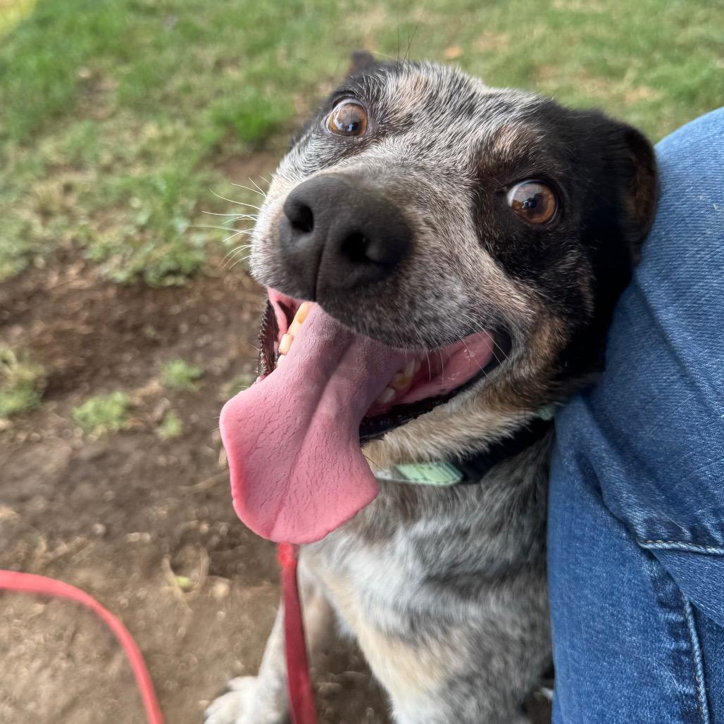 Enlarge Trooper, a Adoptable Mixed Breed in Medford, OR image 2/2