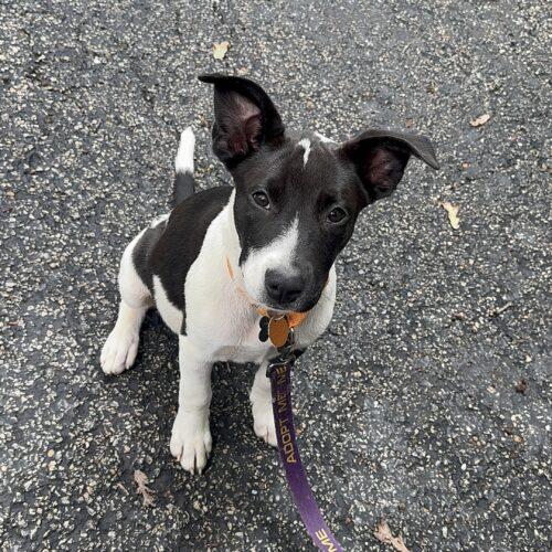 Mira, Adoptable, Puppy Female Labrador Retriever & Terrier.