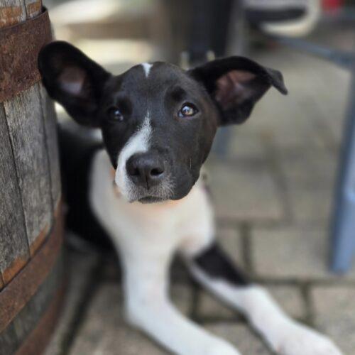 Enlarge Mira, a Adoptable mixed breed in Lincolnshire, IL image 2/5