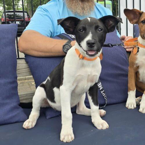 Enlarge Mira, a Adoptable mixed breed in Lincolnshire, IL image 3/5