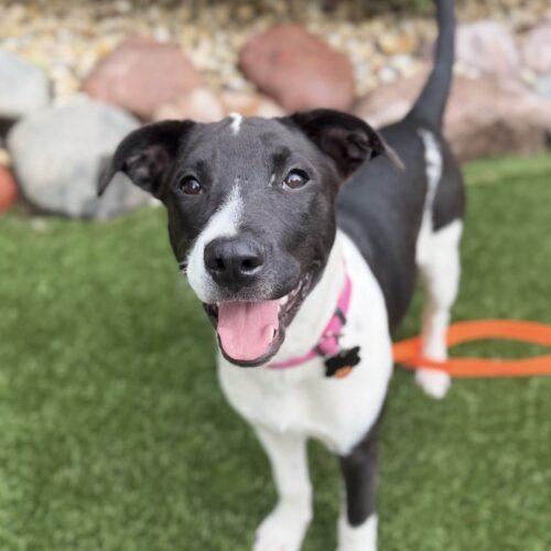 Enlarge Mira, a Adoptable mixed breed in Lincolnshire, IL image 4/5