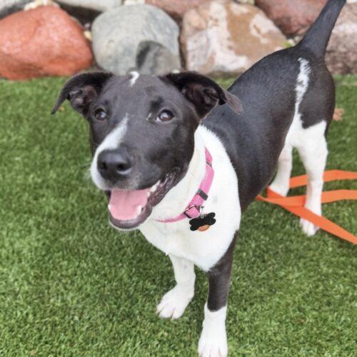 Enlarge Mira, a Adoptable mixed breed in Lincolnshire, IL image 5/5