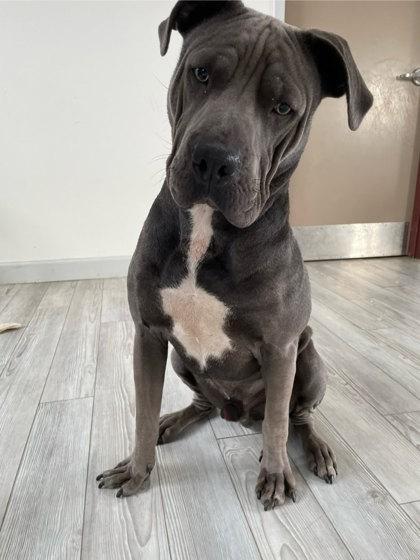 Melo, Adoptable, Adult Male Pit Bull Terrier & Cane Corso.