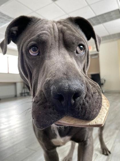 Enlarge Melo, a Adoptable mixed breed in South Bend, IN image 2/2