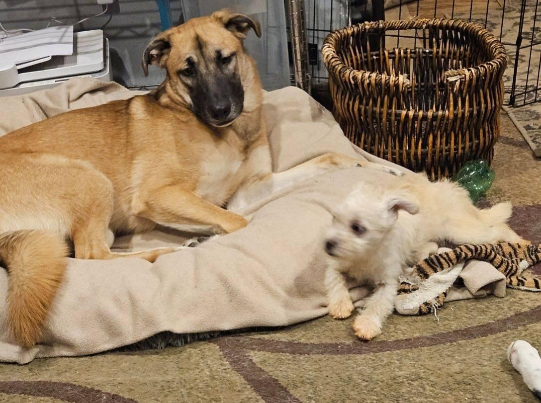 Enlarge Fiona, a Adoptable mixed breed in North Dighton, MA image 2/3