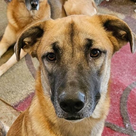 Enlarge Fiona, a Adoptable mixed breed in North Dighton, MA image 3/3