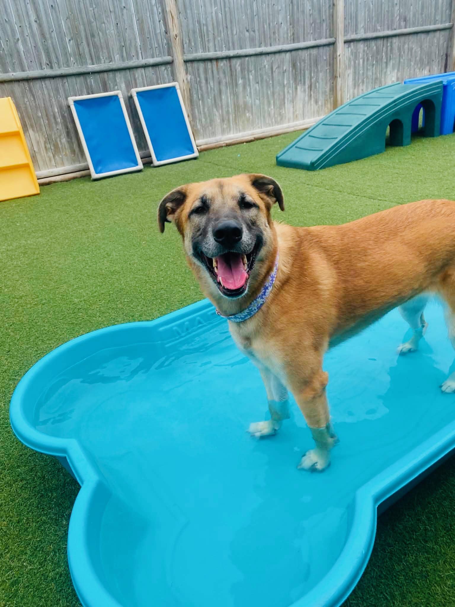 Fiona, Adoptable, Young Female German Shepherd Dog.