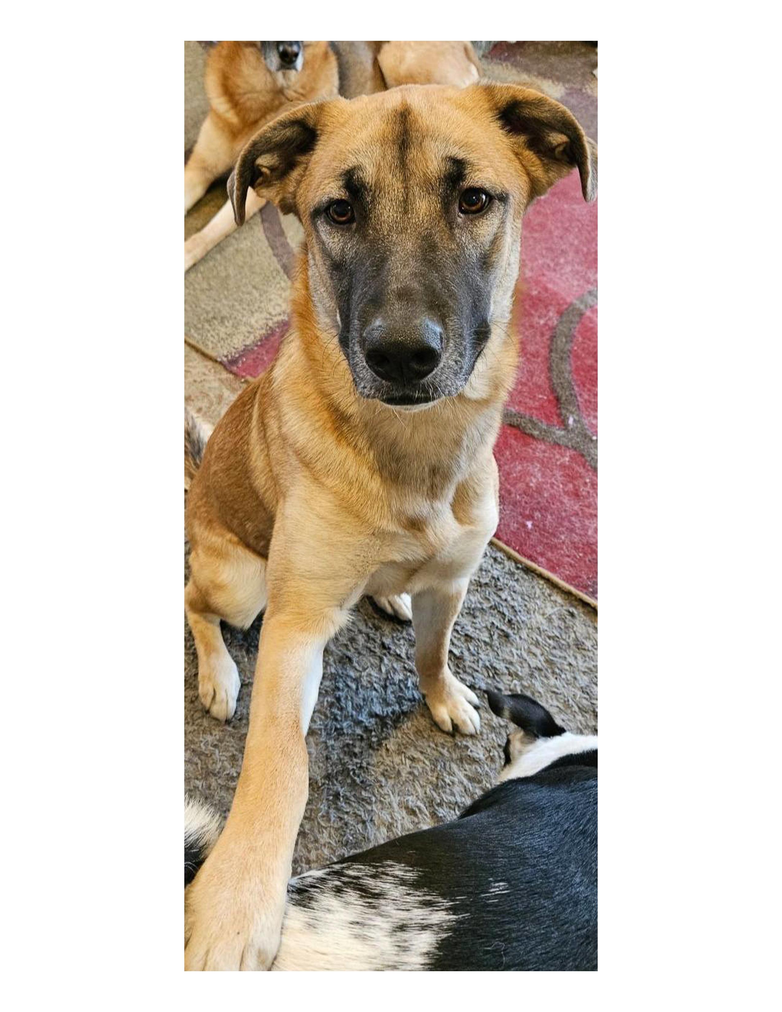 Enlarge Fiona, a Adoptable mixed breed in North Dighton, MA image 1/3