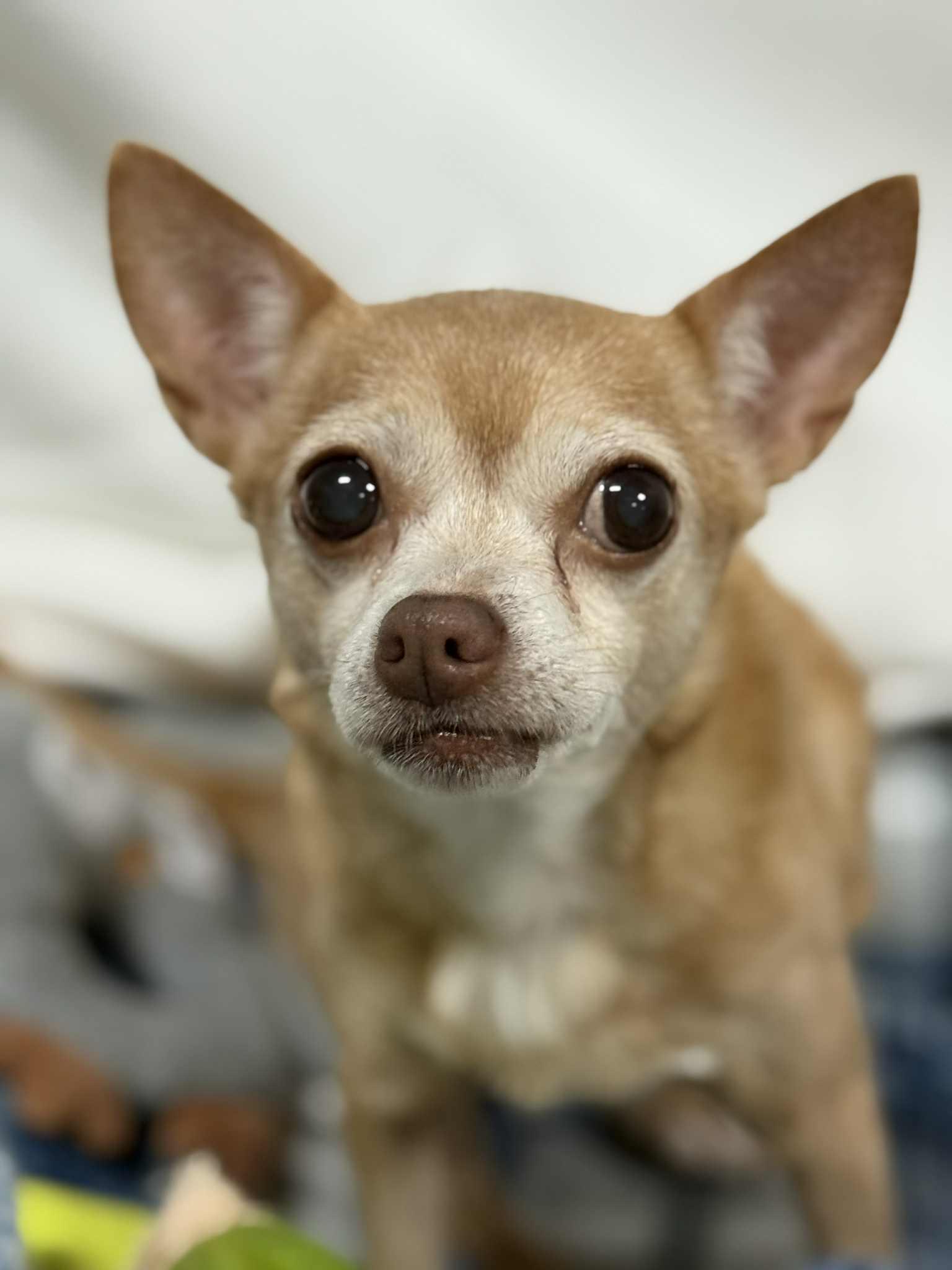 Enlarge TOPAZ, a ADOPTABLE Chihuahua in Port Clinton, OH image 1/3