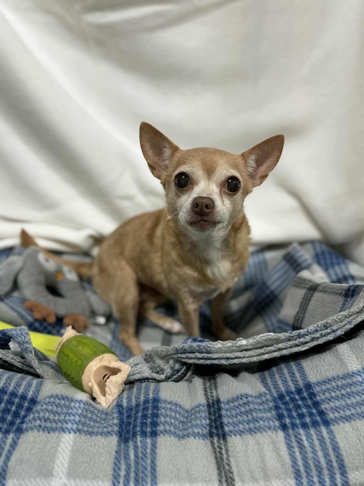 Enlarge TOPAZ, a ADOPTABLE Chihuahua in Port Clinton, OH image 2/3