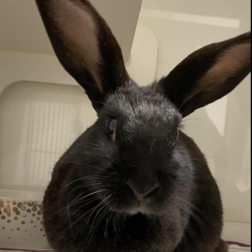 Rosabelle, adopted, Adult Female Bunny Rabbit.