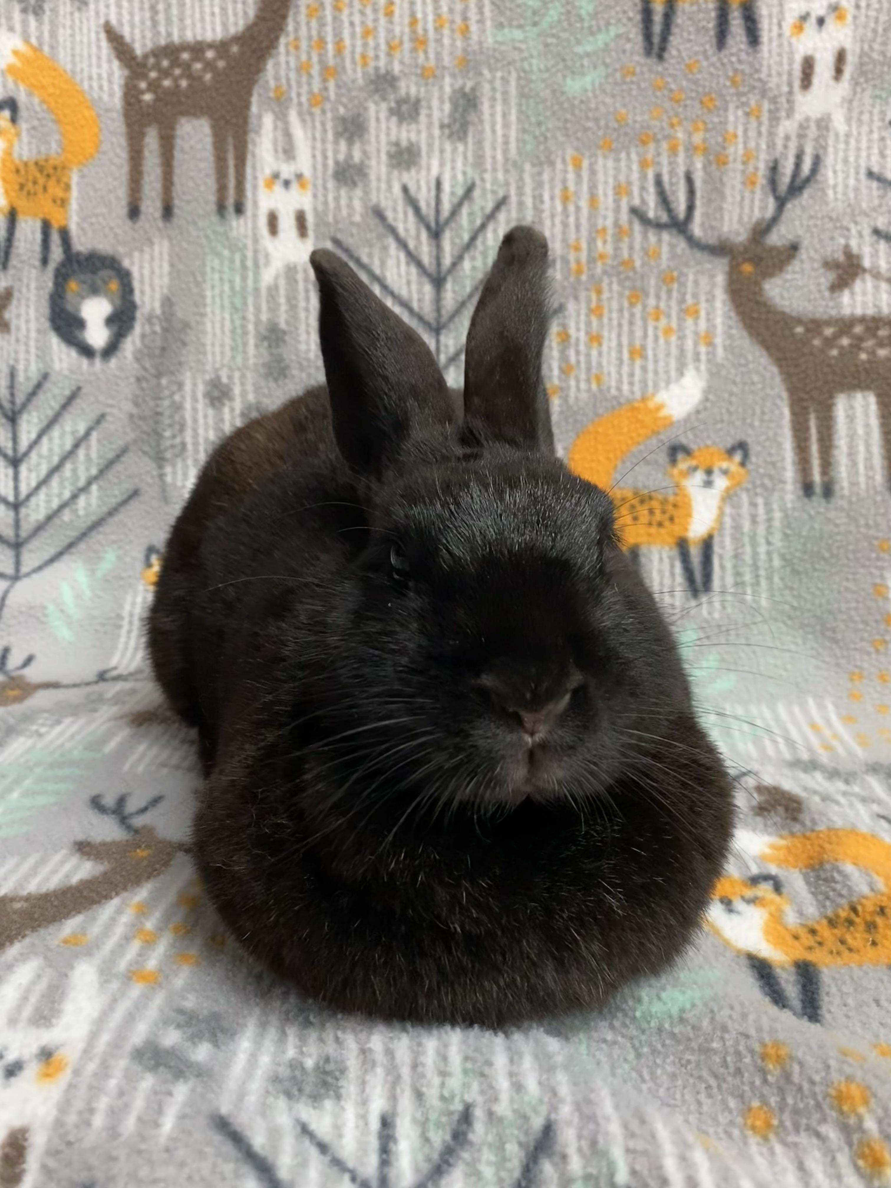 Enlarge Rosabelle, an adopted Bunny Rabbit in Livermore, CA image 2/2