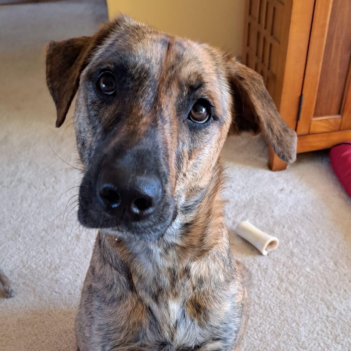 Zelly (Zelda), an adoptable Mixed Breed in Head of Saint Margarets Bay, NS, B3Z 1Y8 | Photo Image 2
