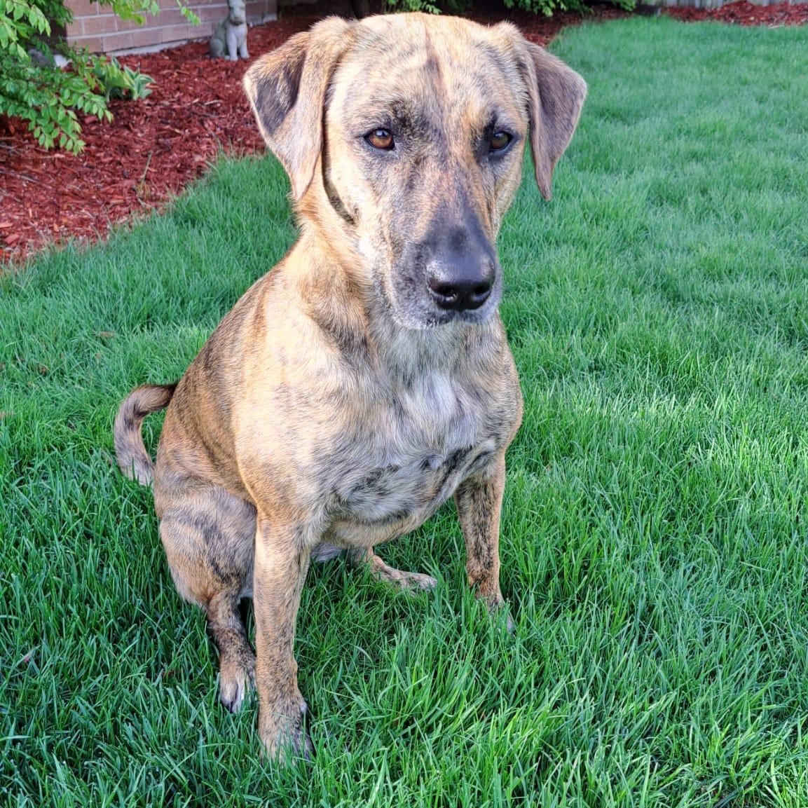 Zelly (Zelda), an adoptable Mixed Breed in Head of Saint Margarets Bay, NS, B3Z 1Y8 | Photo Image 1