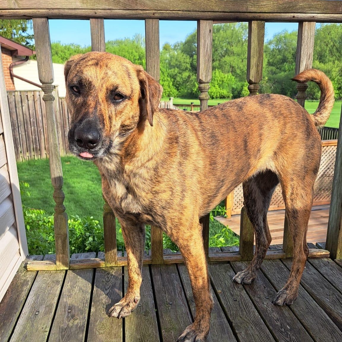 Zelly (Zelda), an adoptable Mixed Breed in Head of Saint Margarets Bay, NS, B3Z 1Y8 | Photo Image 5