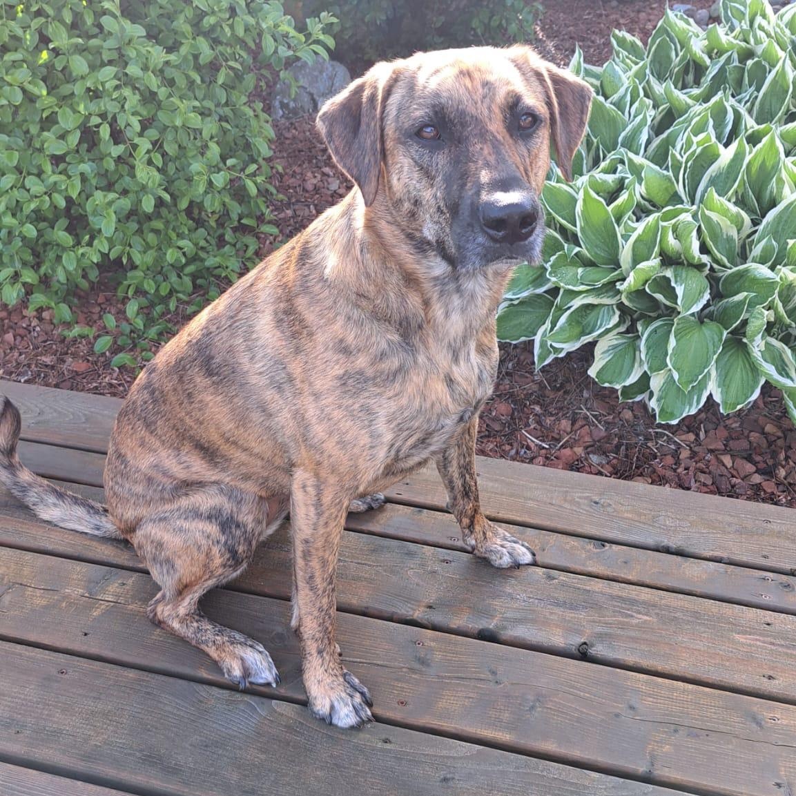 Zelly (Zelda), an adoptable Mixed Breed in Head of Saint Margarets Bay, NS, B3Z 1Y8 | Photo Image 3