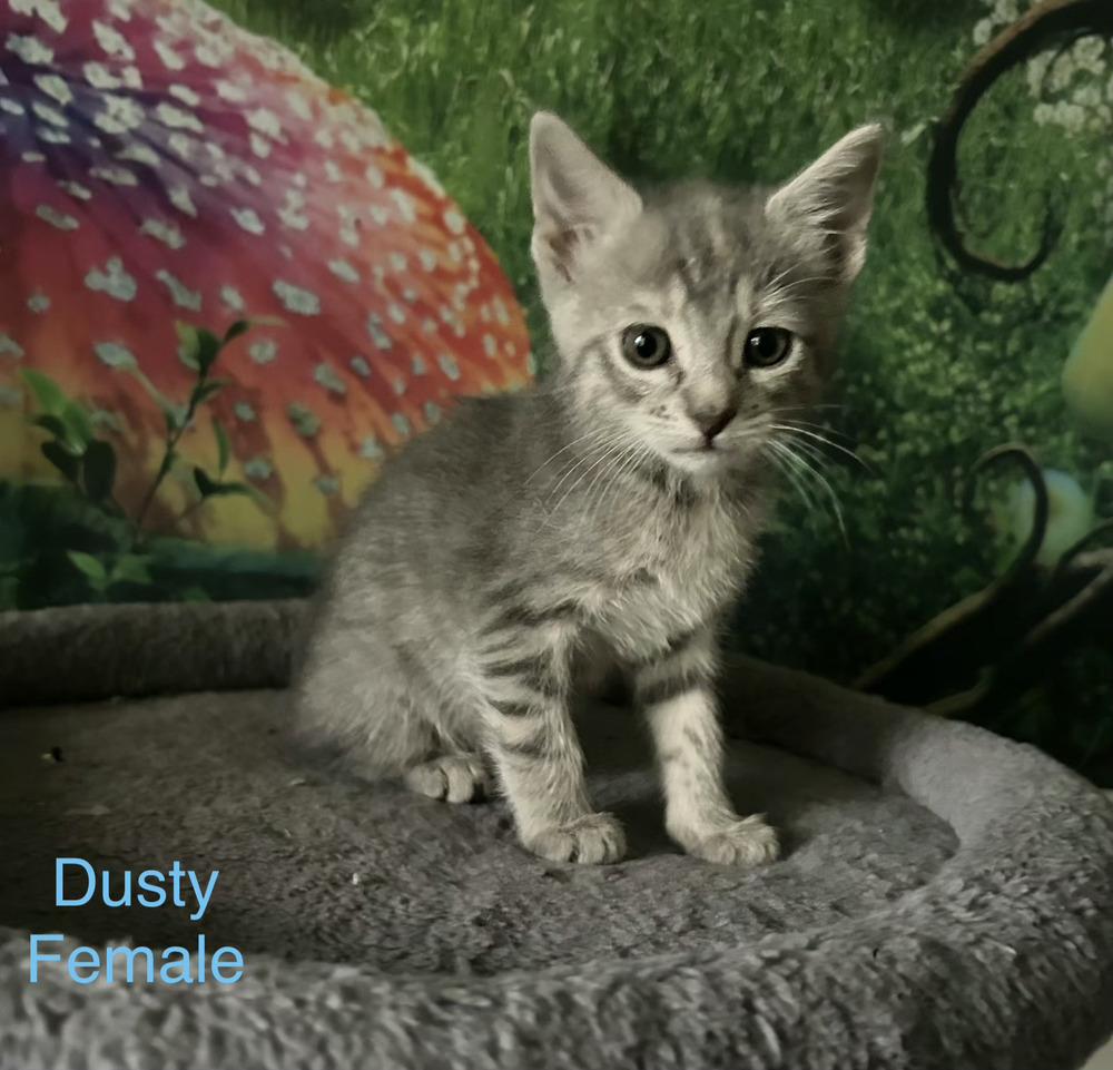 Enlarge Dusty, a Adoptable Domestic Short Hair in Bossier City, LA image 1/1