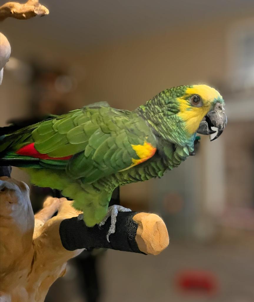 Enlarge Chile, a Adoptable Amazon in Ballwin, MO image 1/5