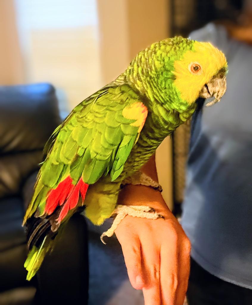 Enlarge Chile, a Adoptable Amazon in Ballwin, MO image 3/5