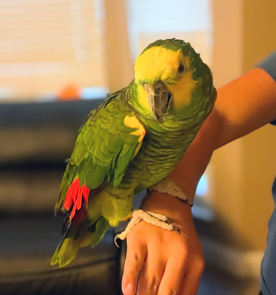 Enlarge Chile, a Adoptable Amazon in Ballwin, MO image 4/5