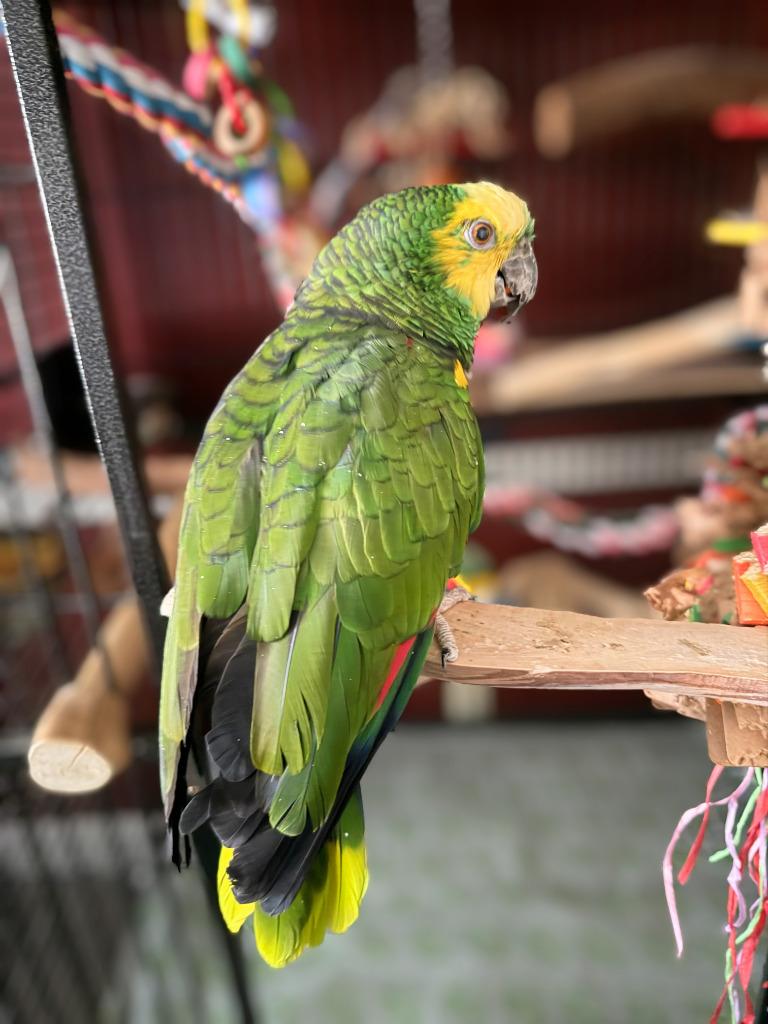 Chile, a Adoptable Amazon in Ballwin, MO image 5/6