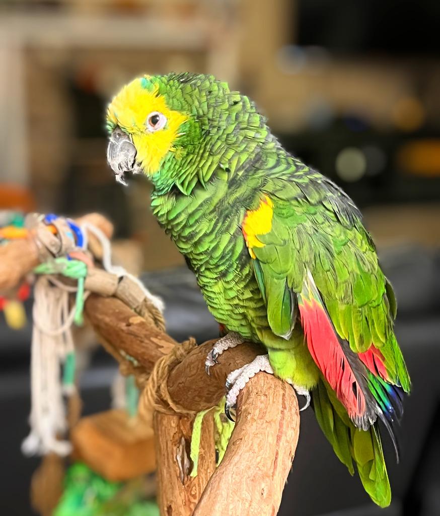 Enlarge Chile, a Adoptable Amazon in Ballwin, MO image 5/5