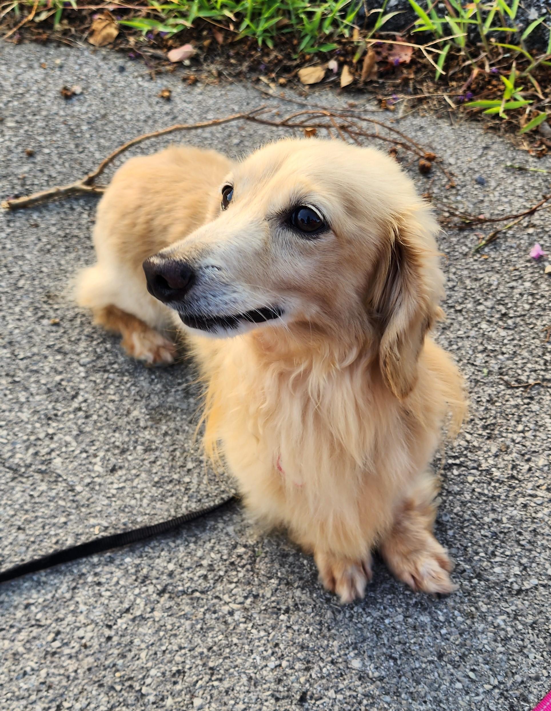 Enlarge Adam in TN, a Adopted Dachshund (Long Haired) in Alcoa, TN image 2/5