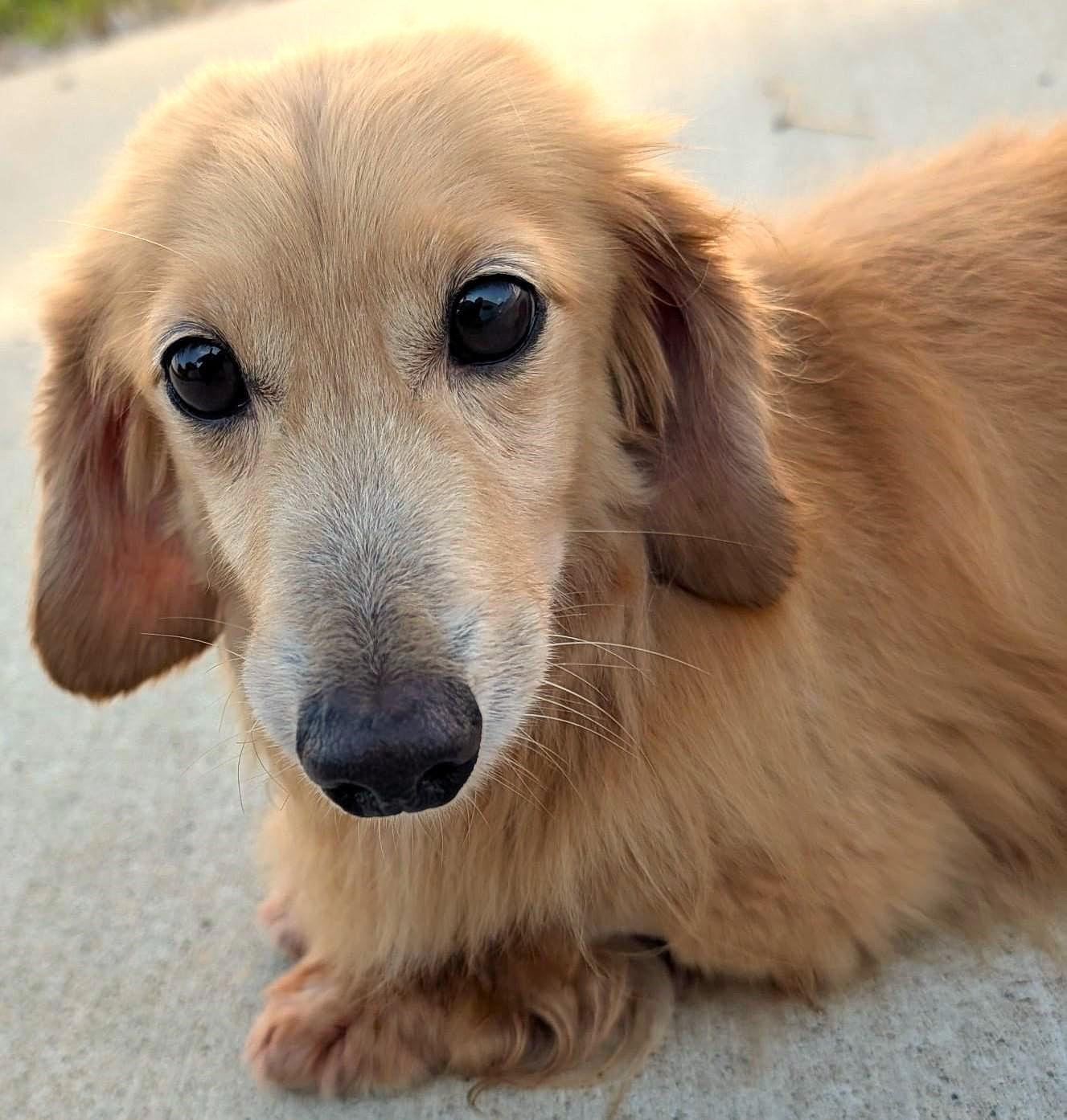 Enlarge Adam in TN, a Adopted Dachshund (Long Haired) in Alcoa, TN image 3/5