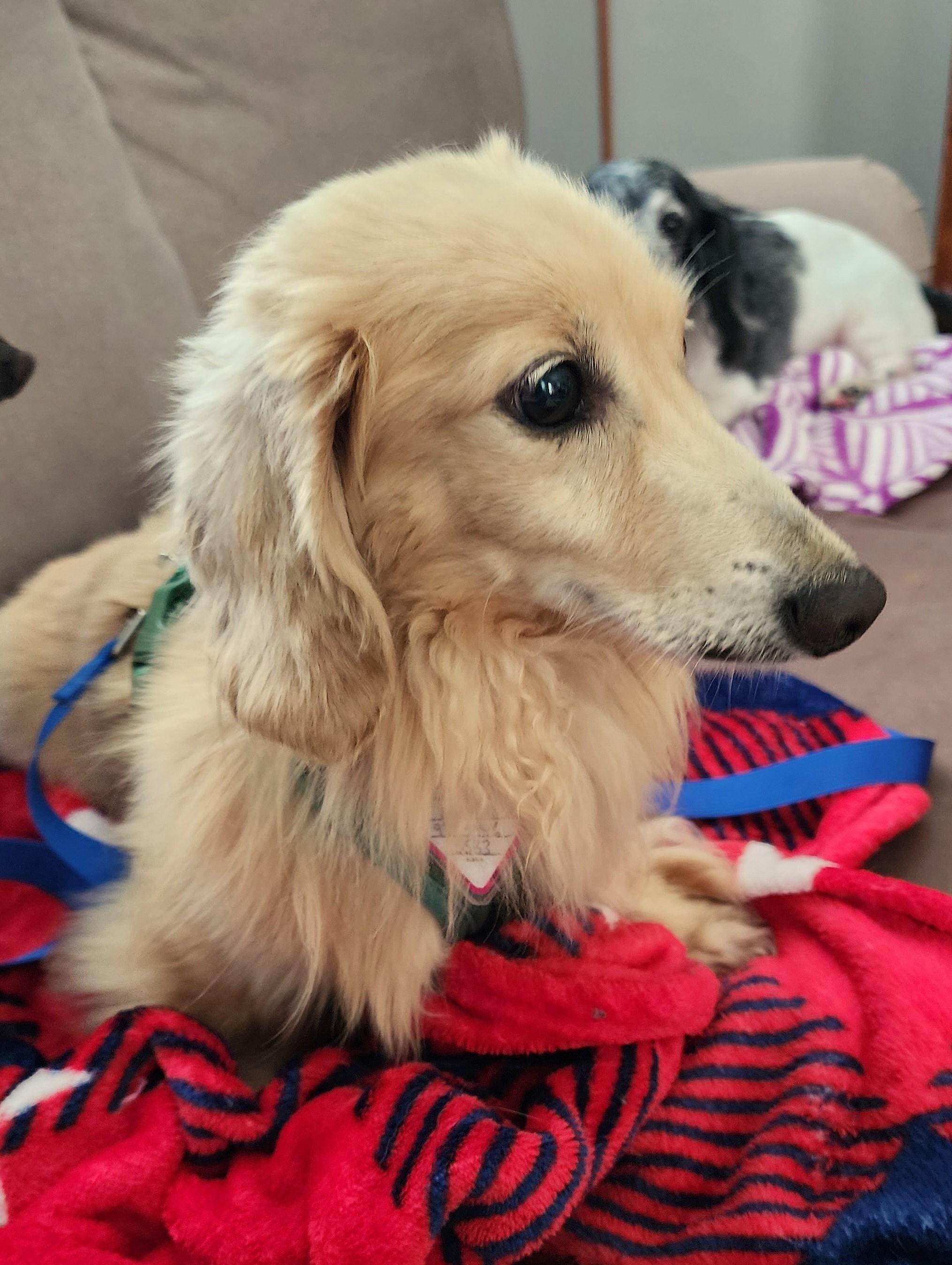 Adam in TN, Adopted, Adult Male Dachshund (Long Haired).