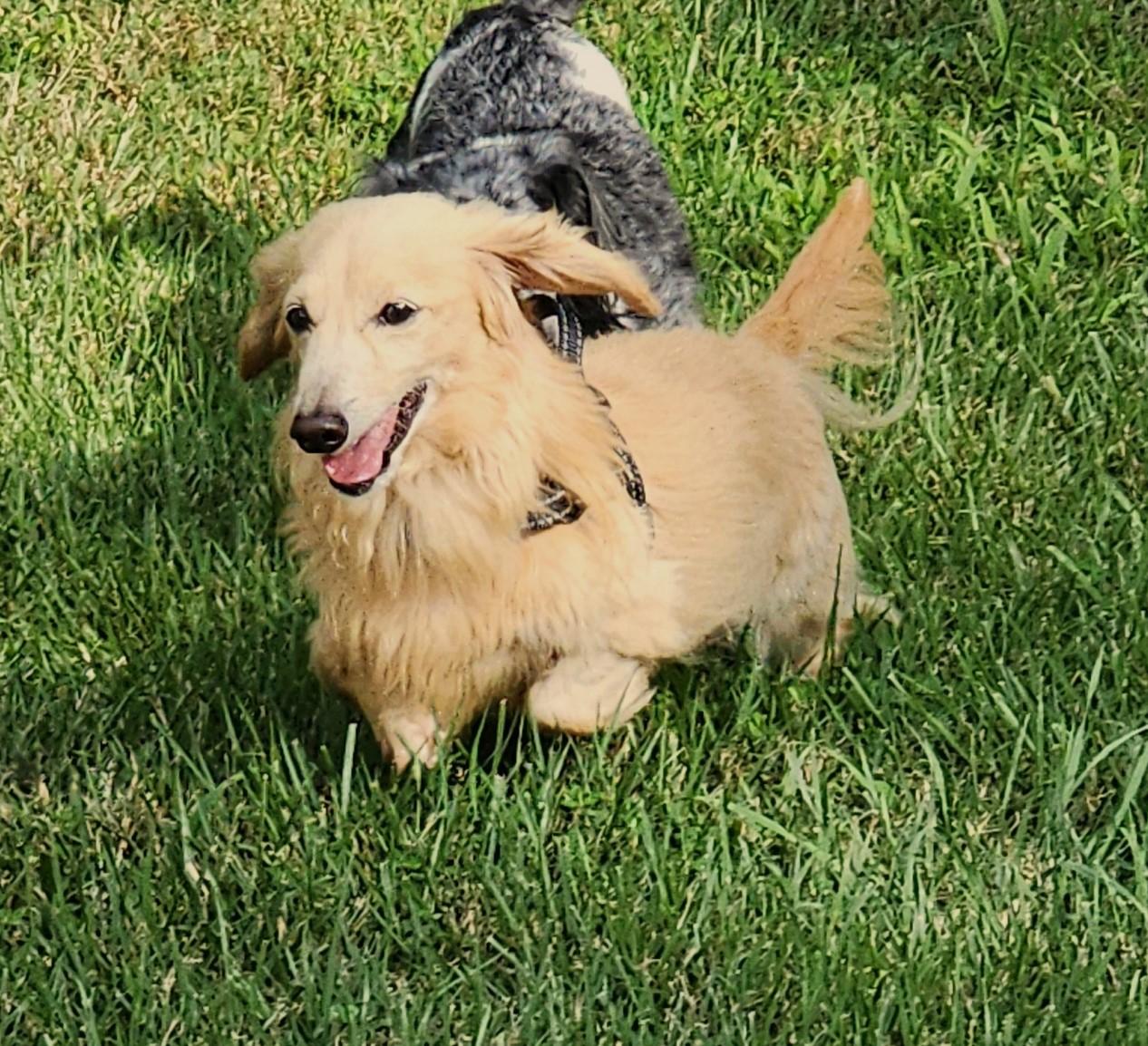 Enlarge Adam in TN, a Adopted Dachshund (Long Haired) in Alcoa, TN image 5/5