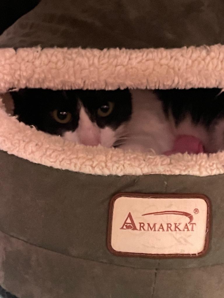 Enlarge Rico, a Adoptable mixed breed in Blountville, TN image 1/1