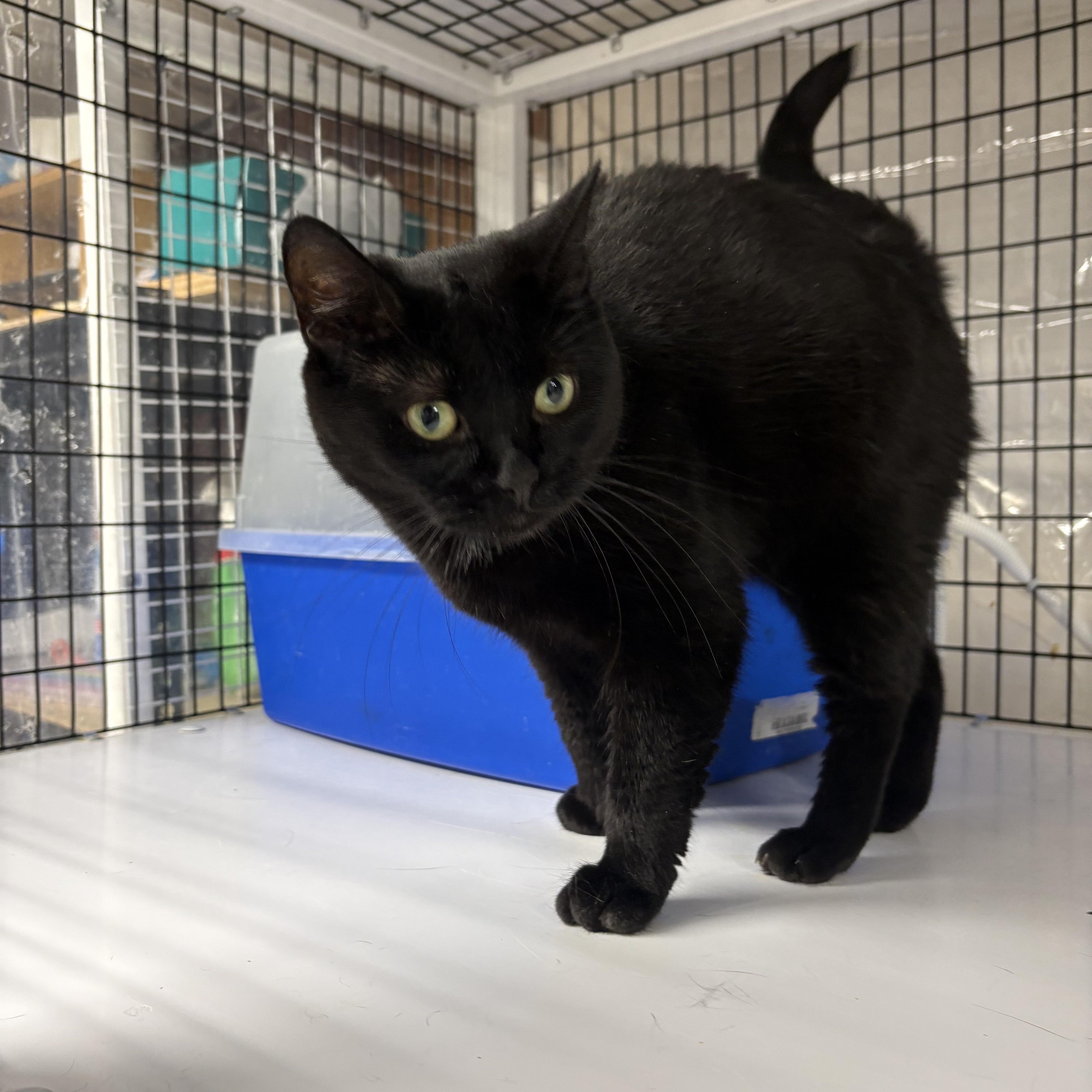 Button, a ADOPTABLE Domestic Short Hair in Rochester, NY image 2/4