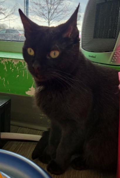 Button, a ADOPTABLE Domestic Short Hair in Rochester, NY image 1/3