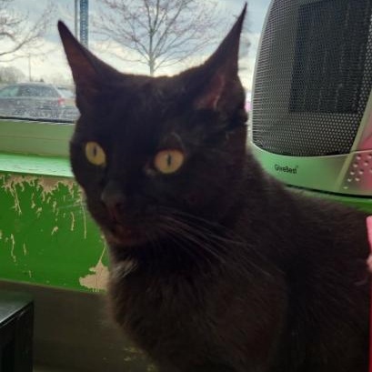 Button, a ADOPTABLE Domestic Short Hair in Rochester, NY image 1/4