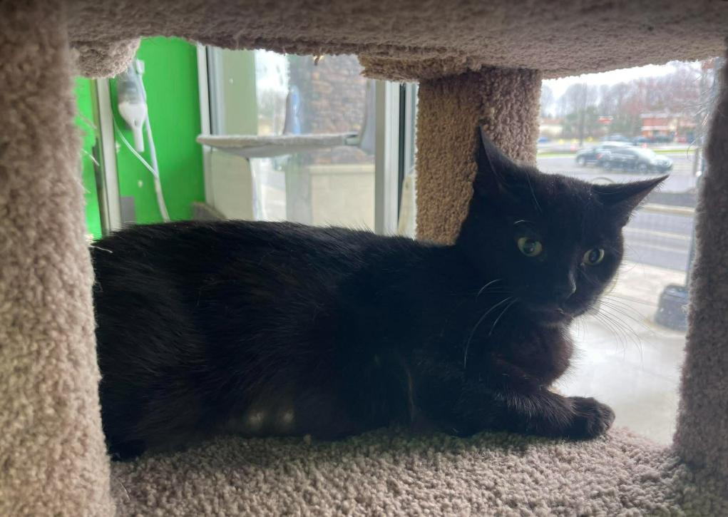 Button, a ADOPTABLE Domestic Short Hair in Rochester, NY image 3/3