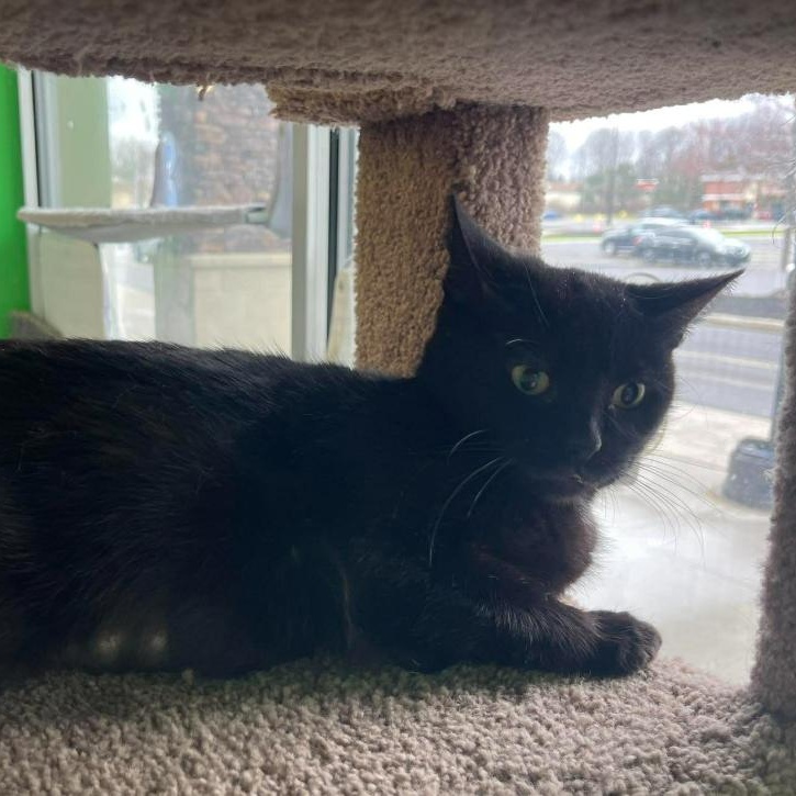 Button, a ADOPTABLE Domestic Short Hair in Rochester, NY image 4/4