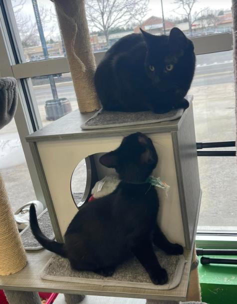 Button, a ADOPTABLE Domestic Short Hair in Rochester, NY image 2/3
