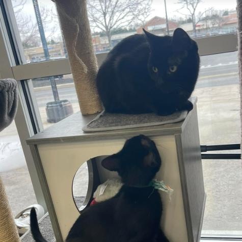 Button, a ADOPTABLE Domestic Short Hair in Rochester, NY image 3/4