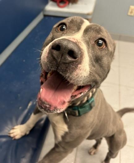 Enlarge Eloise , an adopted mixed breed in Buffalo, NY image 6/6