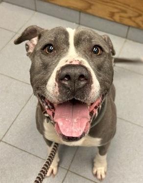 Enlarge Eloise , an adopted mixed breed in Buffalo, NY image 2/6