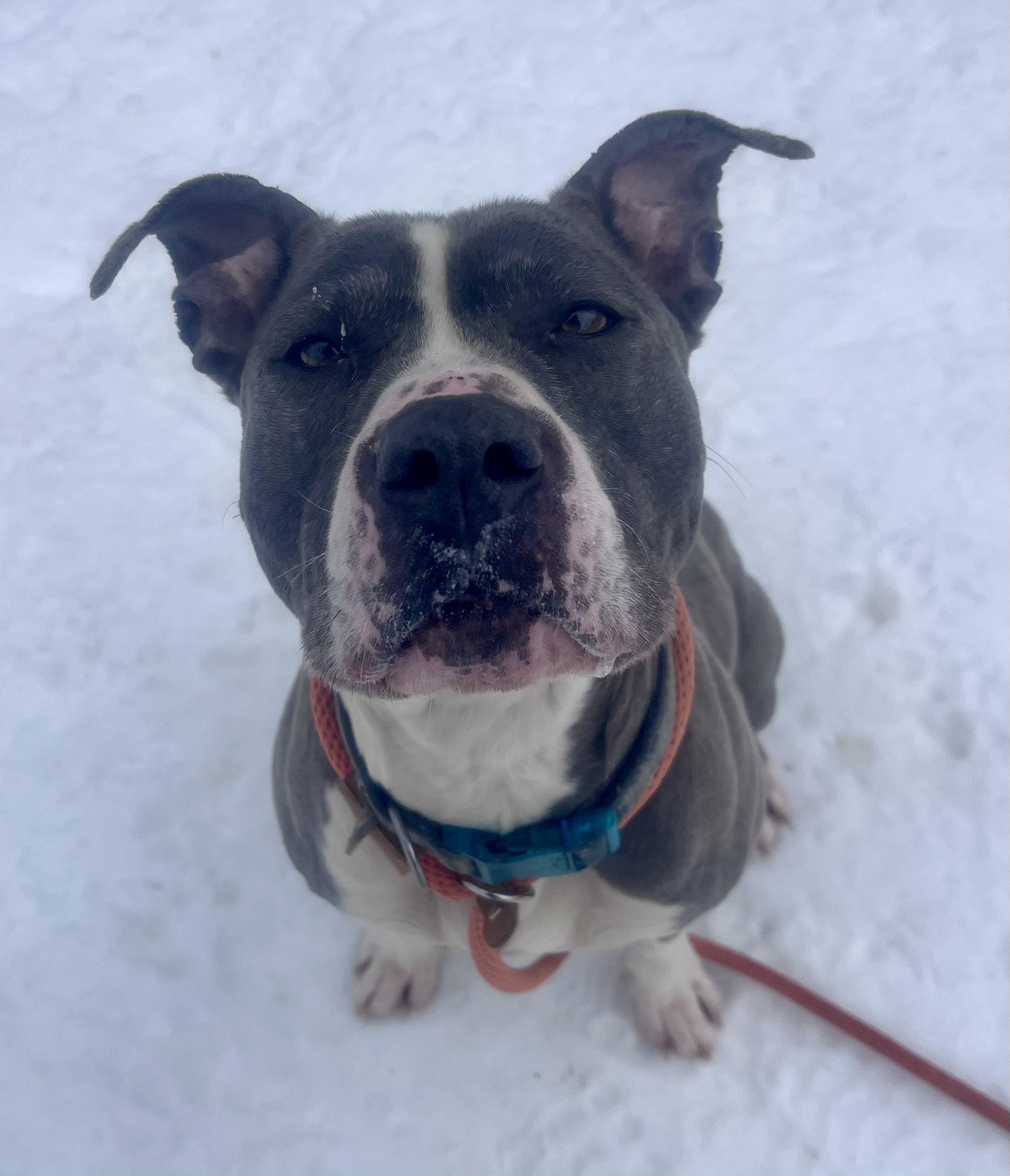 Enlarge Eloise , an adopted mixed breed in Buffalo, NY image 4/6