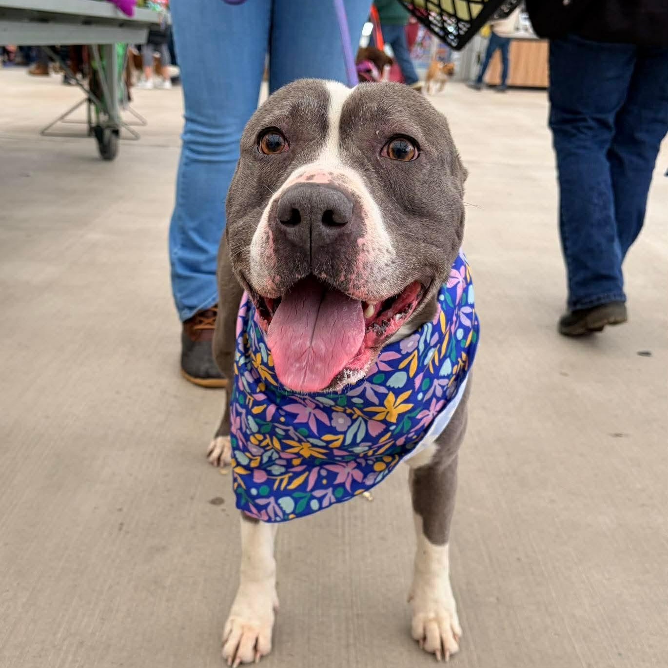 Eloise , ADOPTABLE, Adult Female Pit Bull Terrier.