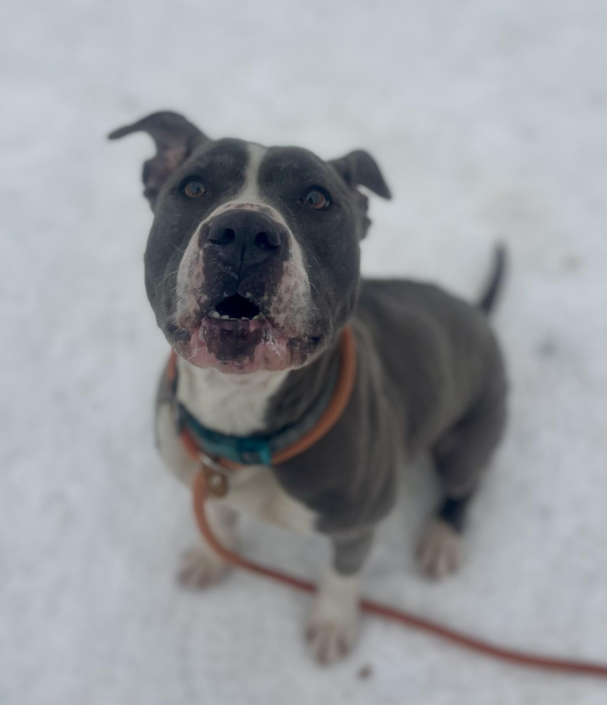 Enlarge Eloise , an adopted mixed breed in Buffalo, NY image 3/6