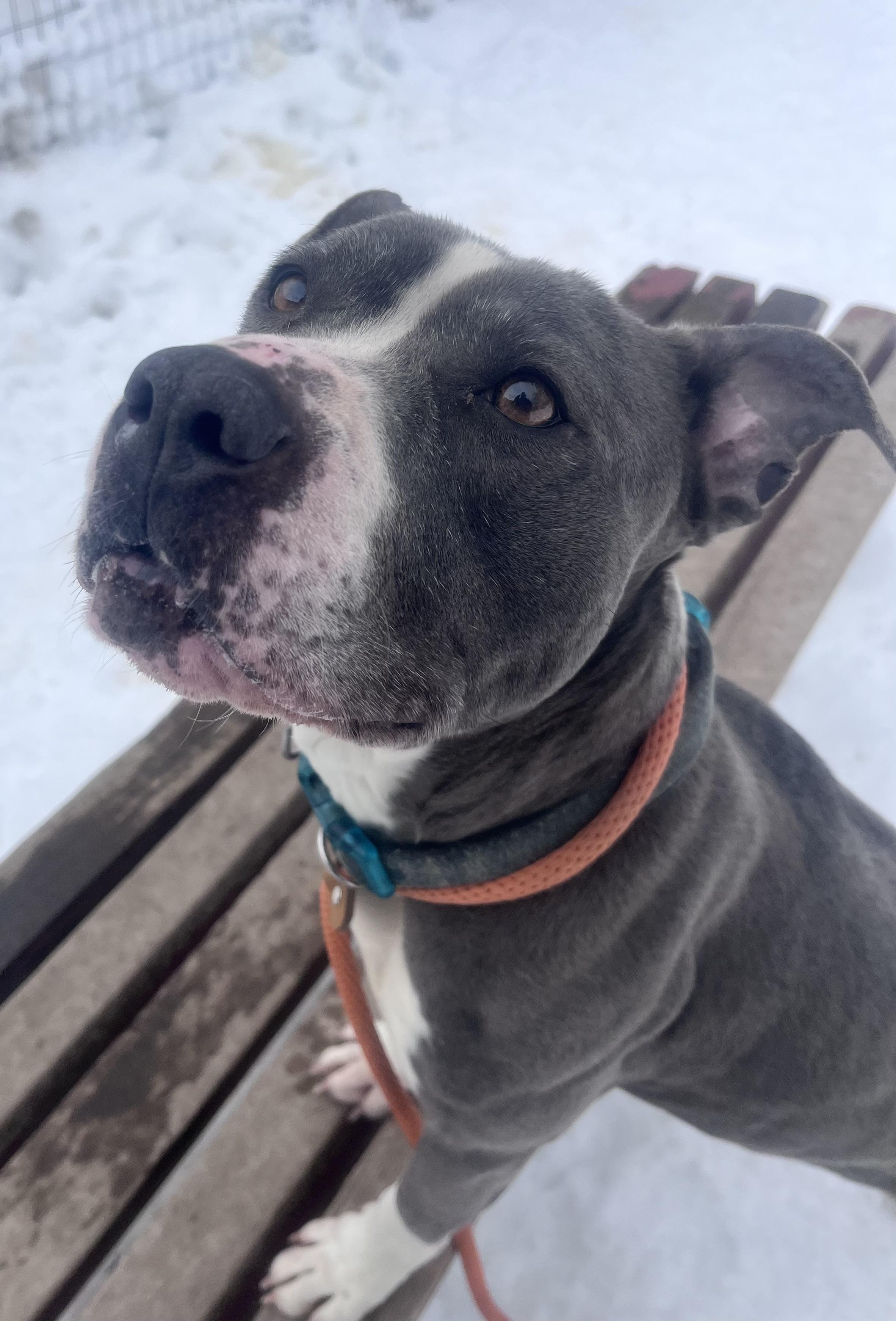 Enlarge Eloise , an adopted mixed breed in Buffalo, NY image 5/6